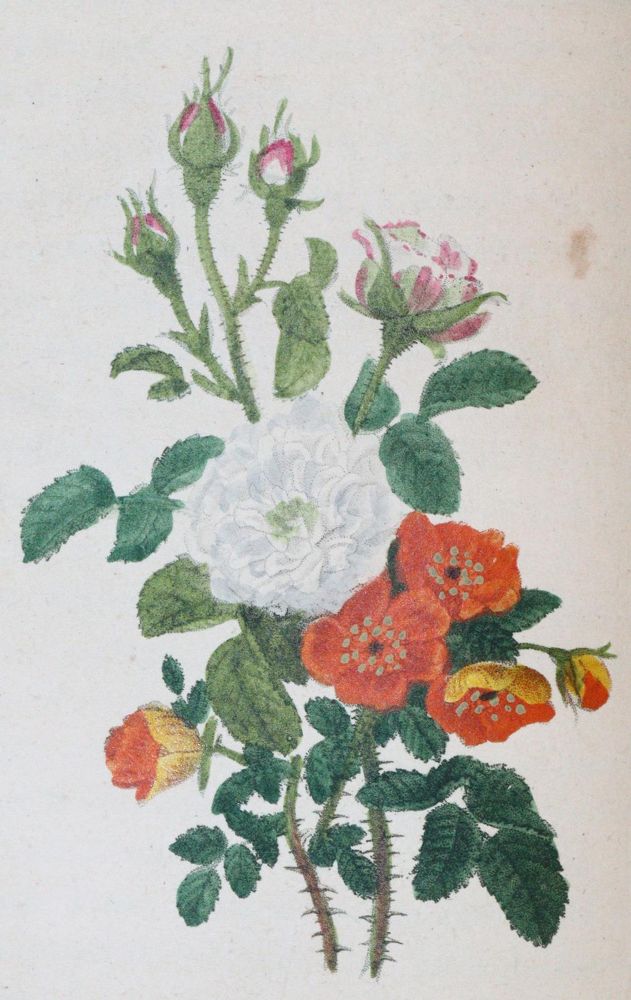 Große Abbildung Nr.3: 143-1808 Malo,C.: (Botanik, Rosen)