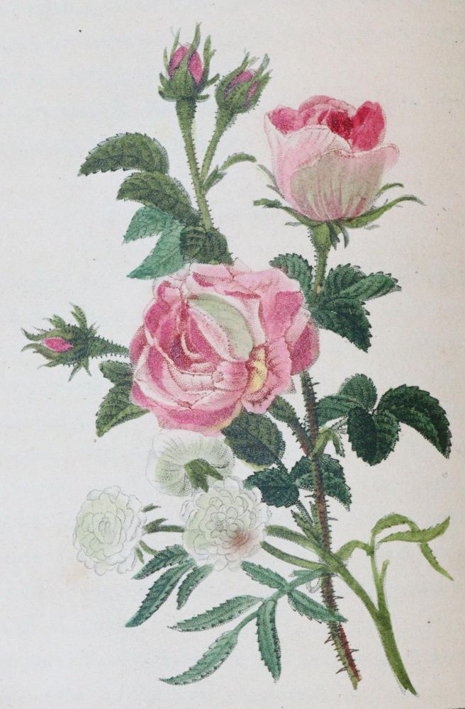 Große Abbildung Nr.4: 143-1808 Malo,C.: (Botanik, Rosen)