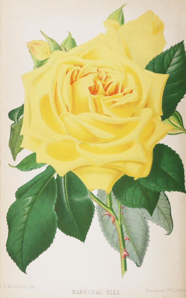 Große Abbildung Nr.2: 143-1809 Paul,W.: (Botanik, Rosen)
