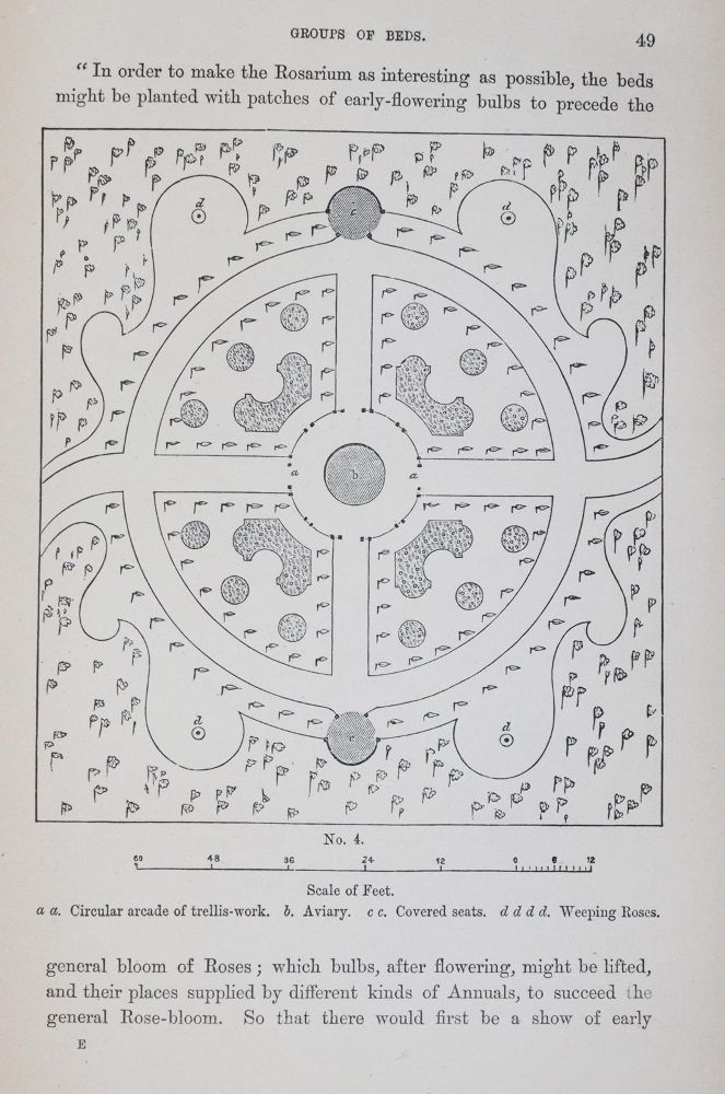 Große Abbildung Nr.3: 143-1809 Paul,W.: (Botanik, Rosen)