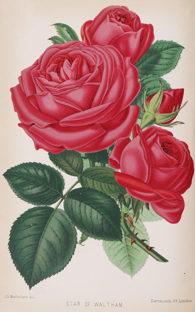 Große Abbildung Nr.6: 143-1809 Paul,W.: (Botanik, Rosen)