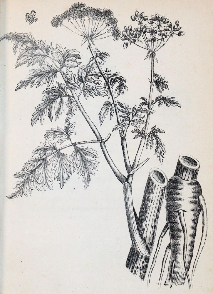 Große Abbildung Nr.2: 143-1812 (Hegetschweiler,J.).: (Botanik, Schweiz)