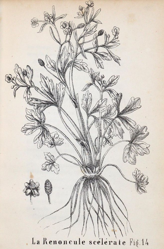 Große Abbildung Nr.3: 143-1812 (Hegetschweiler,J.).: (Botanik, Schweiz)