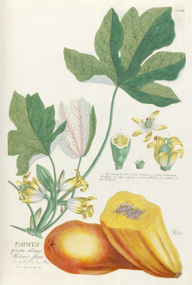 Große Abbildung Nr.2: 143-1813 Trew,Ch.J. (Botanik)