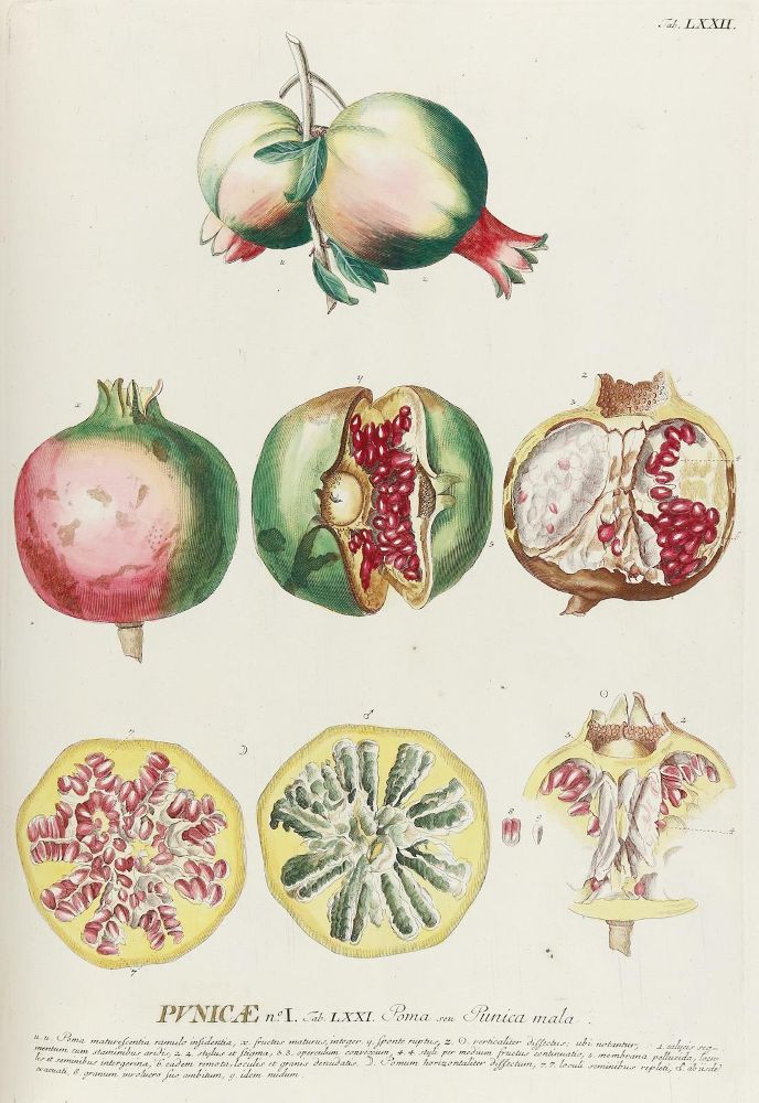 Große Abbildung Nr.3: 143-1813 Trew,Ch.J. (Botanik)