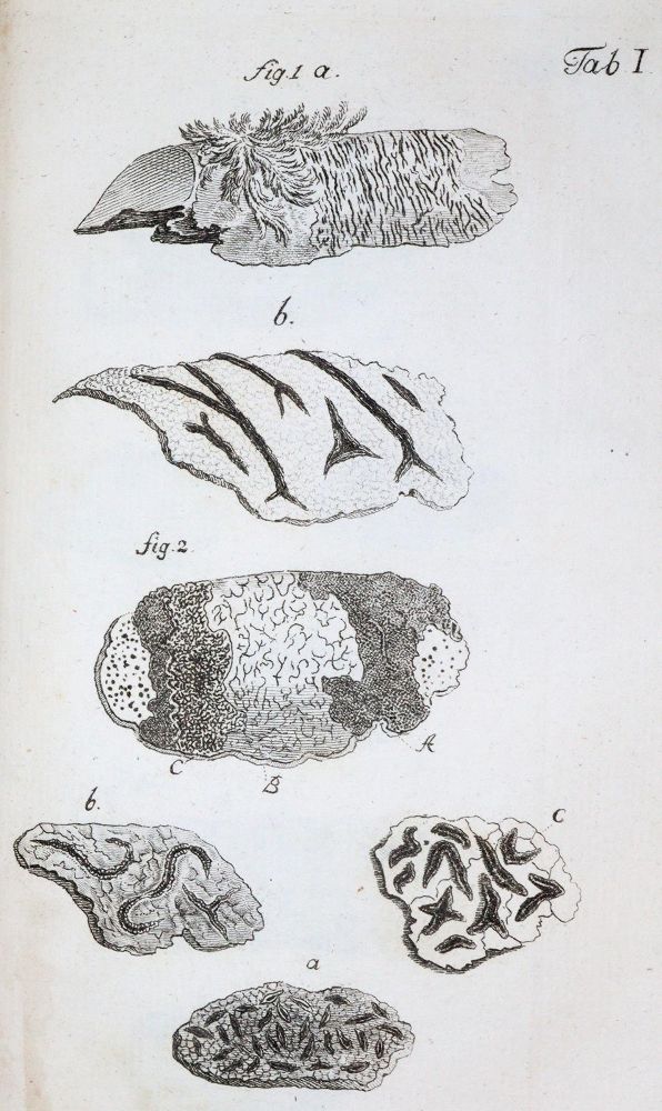Große Abbildung Nr.2: 143-1814 Uster,P. (Hrsg.).: (Botanik)