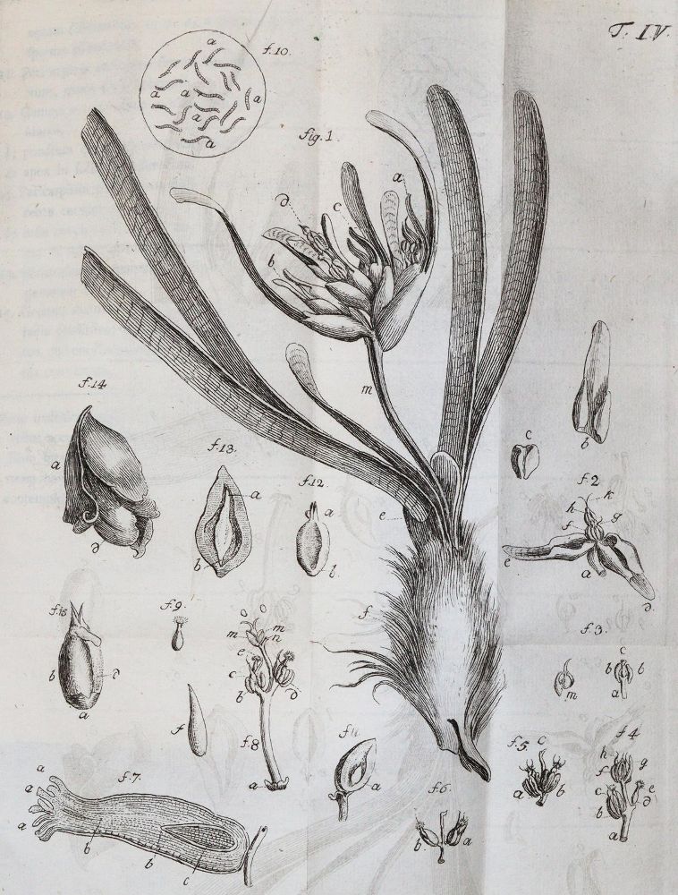 Große Abbildung Nr.4: 143-1814 Uster,P. (Hrsg.).: (Botanik)