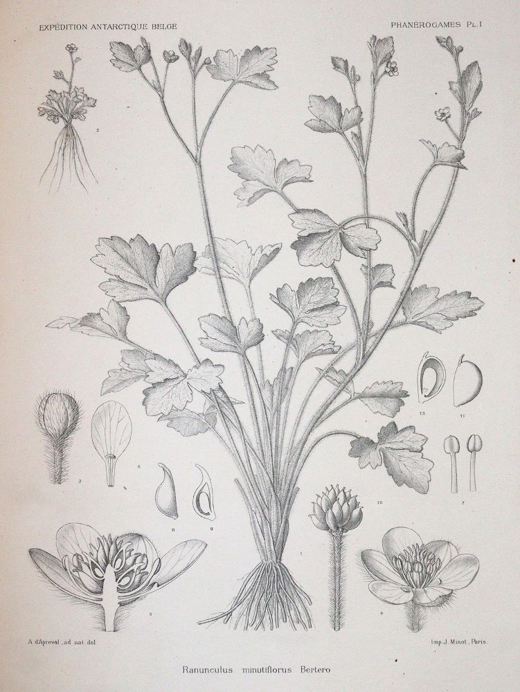 Große Abbildung Nr.2: 143-1816 Wildeman,E.de.: (Botanik)