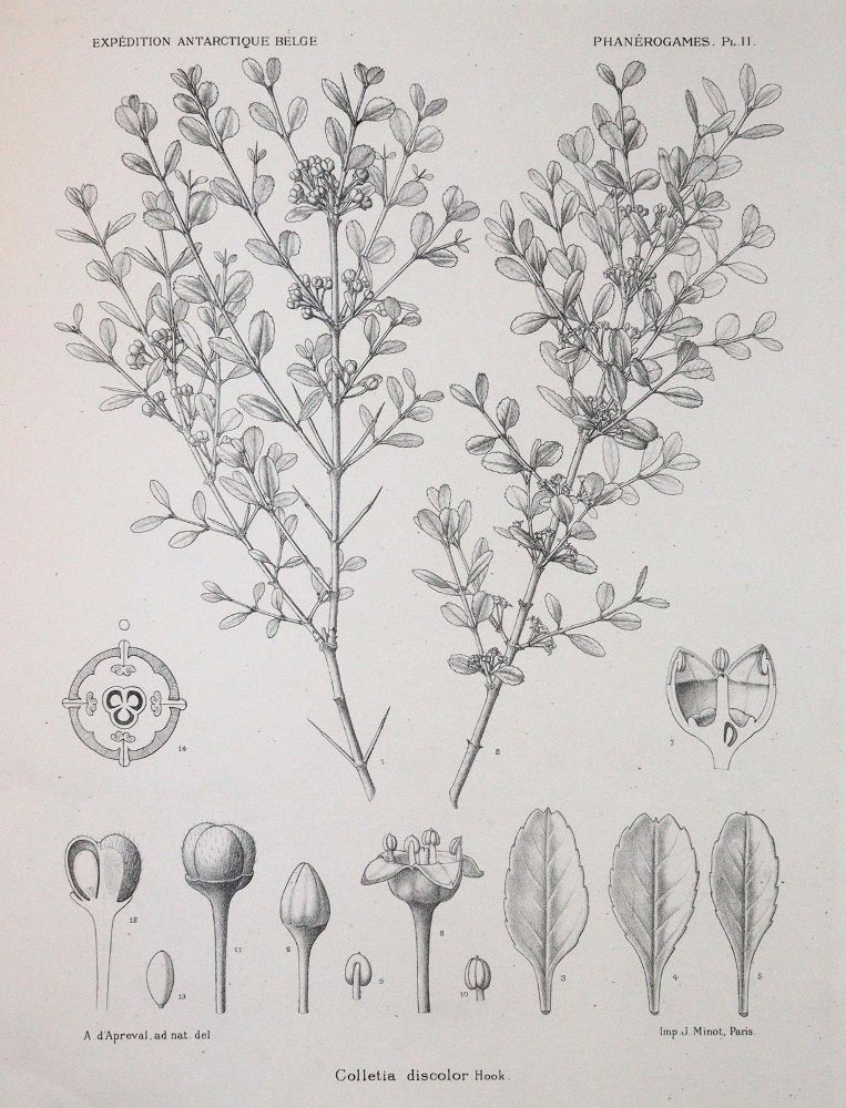 Große Abbildung Nr.3: 143-1816 Wildeman,E.de.: (Botanik)