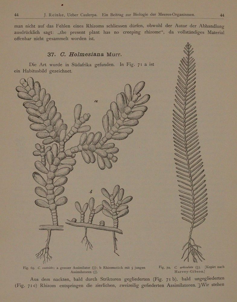 Große Abbildung Nr.5: 143-1817 Wissenschaftliche Meeresuntersuchungen.: (Botanik)
