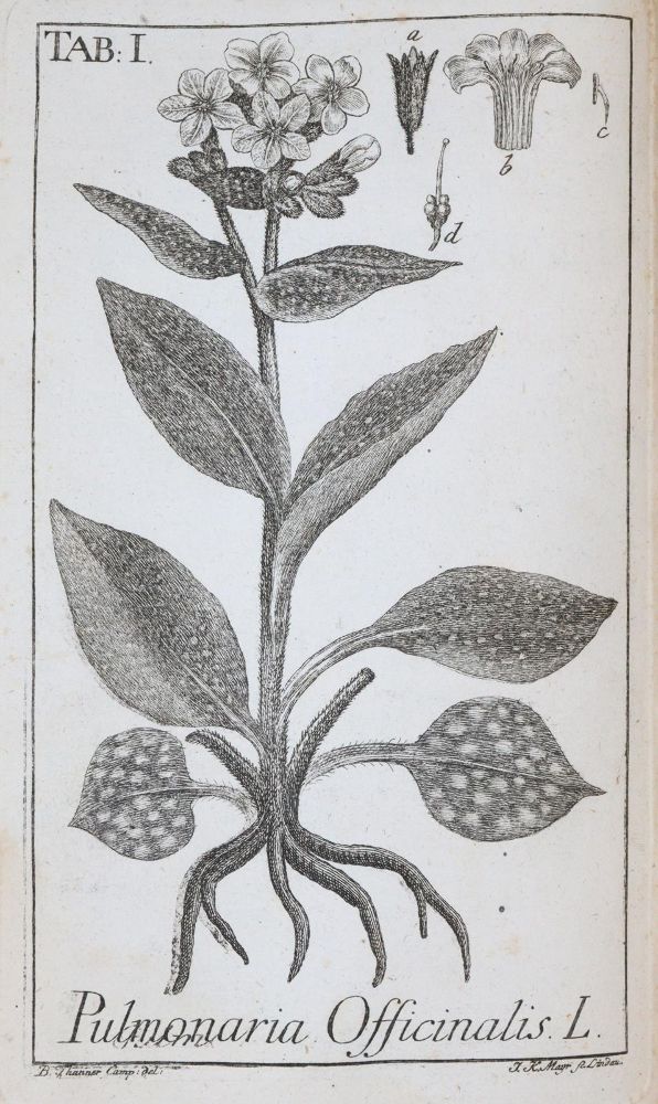 Große Abbildung Nr.1: 143-1818 (Zorn,J.).: (Botanik)