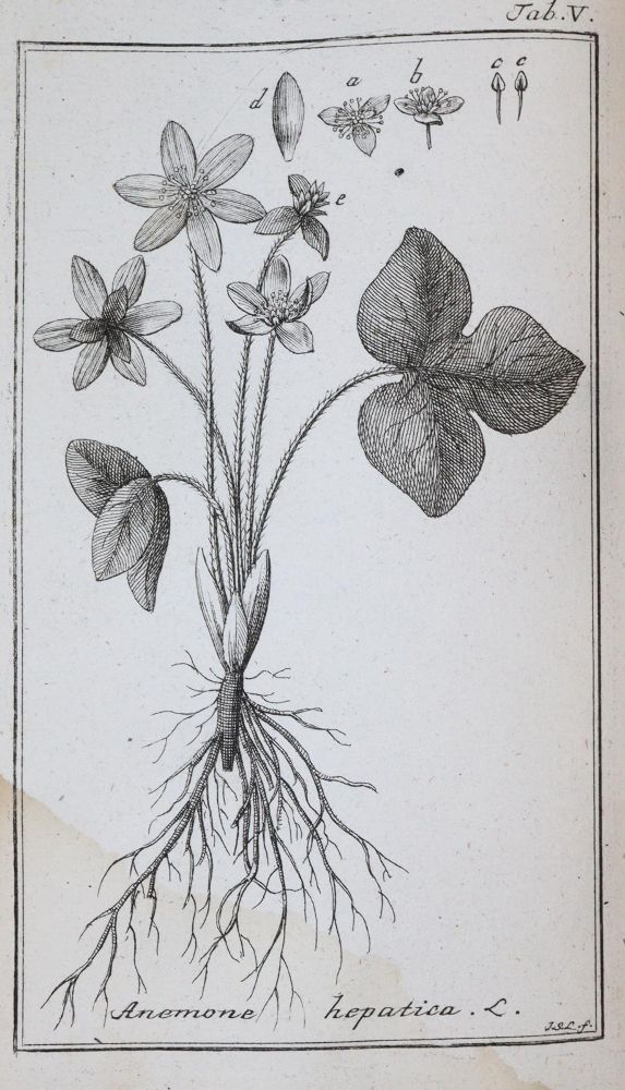 Große Abbildung Nr.2: 143-1818 (Zorn,J.).: (Botanik)