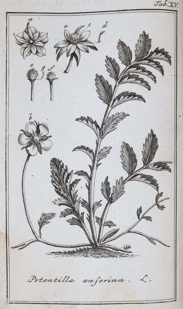 Große Abbildung Nr.3: 143-1818 (Zorn,J.).: (Botanik)