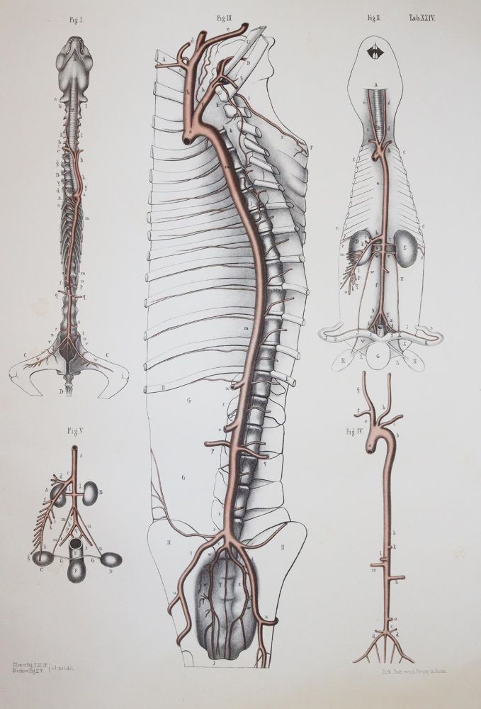 Große Abbildung Nr.5: 143-1826 Barkow,H.C.L.: (Medizin)