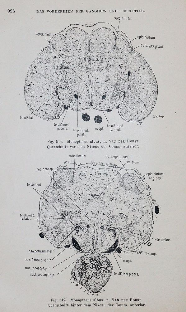 Große Abbildung Nr.2: 143-1828 Droogleever Fortuyn,A.B. u. C.U.Ariens Kappers.: (Medizin)