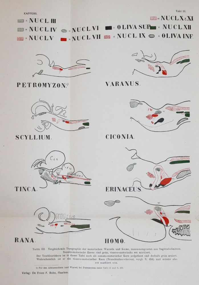 Große Abbildung Nr.4: 143-1828 Droogleever Fortuyn,A.B. u. C.U.Ariens Kappers.: (Medizin)