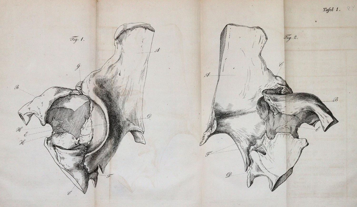 Große Abbildung Nr.3: 143-1833 Fricke,J.C.G.: (Medizin)