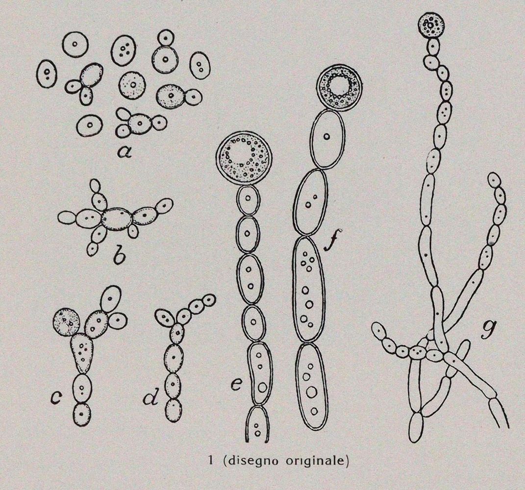 Große Abbildung Nr.4: 143-1851 Pollacci,G. u. A.Nannizzi.: (Medizin)