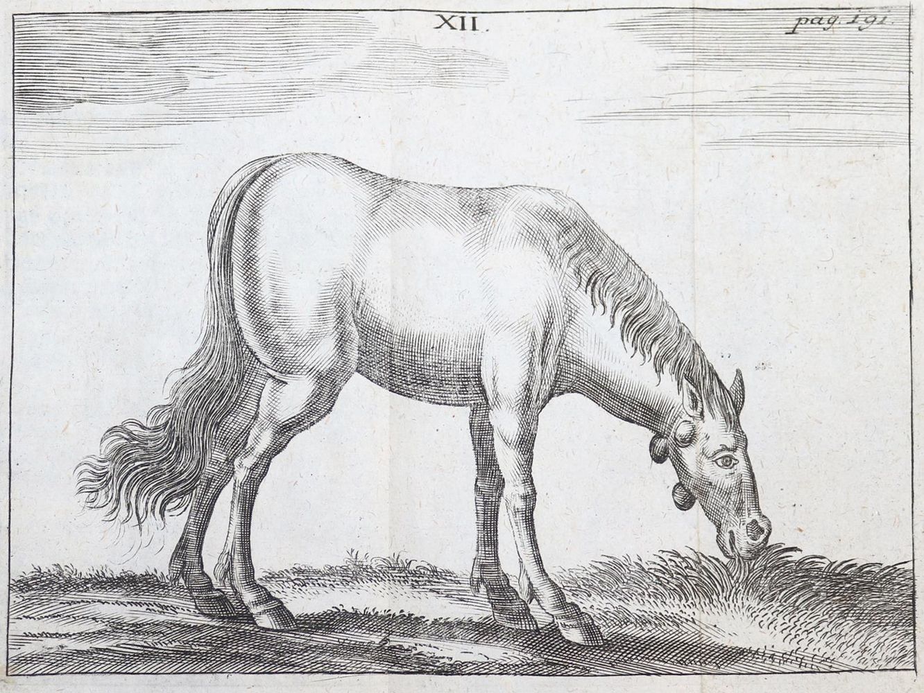 Große Abbildung Nr.3: 143-1855 Winter,G.S.: (Medizin, Veterinärmedizin)