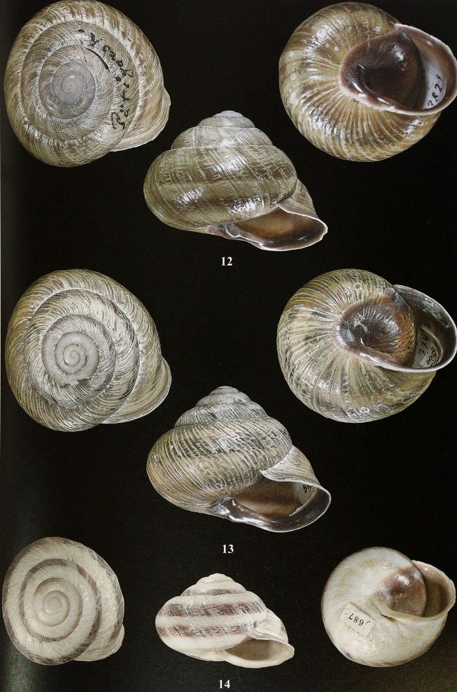 Große Abbildung Nr.2: 143-1861 Archiv für Molluskenkunde.: (Zoologie)
