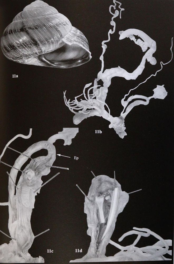 Große Abbildung Nr.3: 143-1861 Archiv für Molluskenkunde.: (Zoologie)