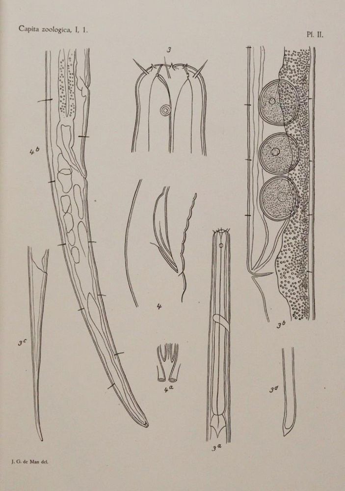 Große Abbildung Nr.2: 143-1862 Beaufort,L.F.de. u.a.: (Zoologie)