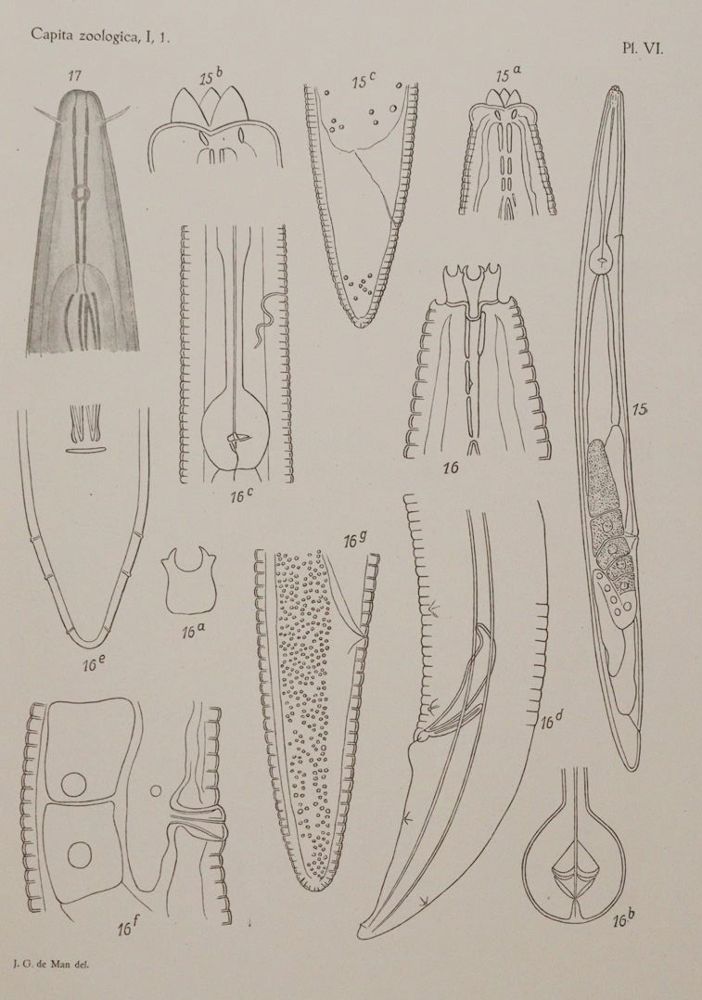 Große Abbildung Nr.3: 143-1862 Beaufort,L.F.de. u.a.: (Zoologie)