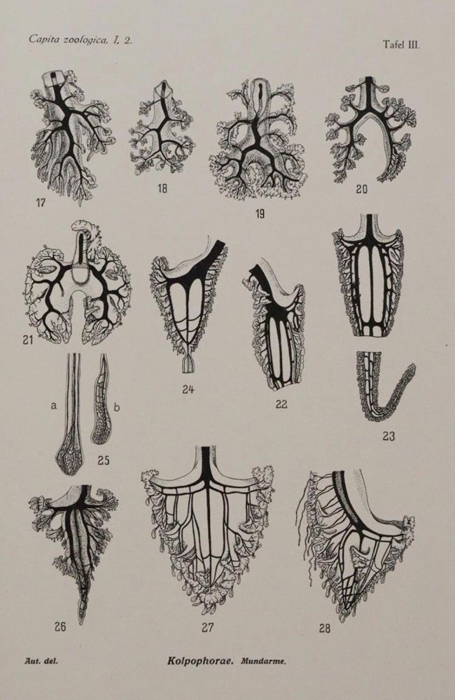 Große Abbildung Nr.4: 143-1862 Beaufort,L.F.de. u.a.: (Zoologie)