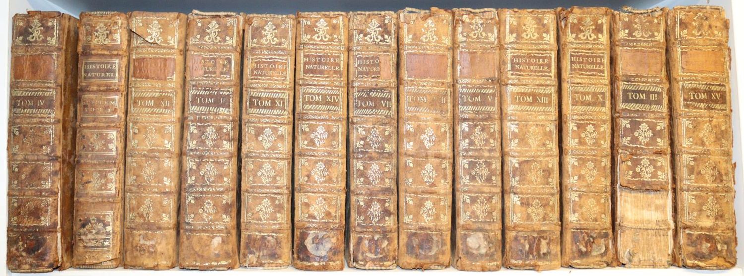 Große Abbildung Nr.6: 143-1864 (Buffon,G.L.L.).: (Zoologie)