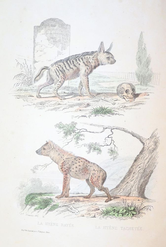 Große Abbildung Nr.4: 143-1867 Buffon,(G.L.L.de).: (Zoologie)