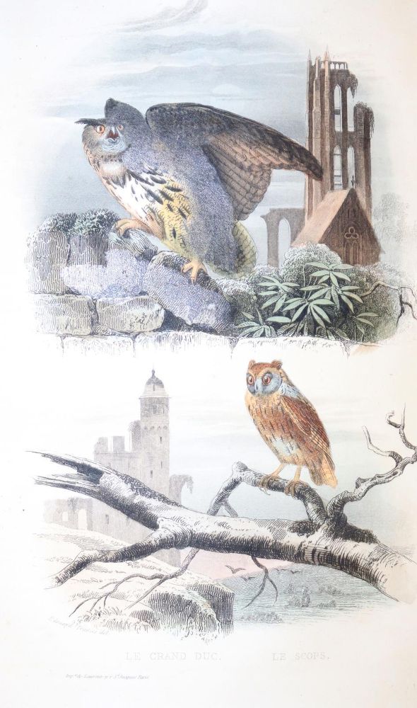Große Abbildung Nr.5: 143-1867 Buffon,(G.L.L.de).: (Zoologie)