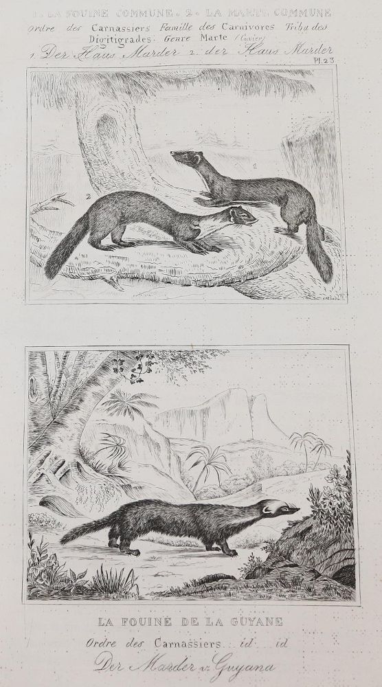 Große Abbildung Nr.11: 143-1868 Buffon,(G.L.L.de).: (Zoologie)