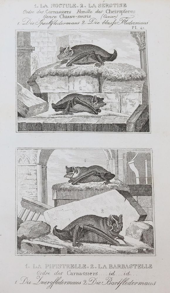 Große Abbildung Nr.12: 143-1868 Buffon,(G.L.L.de).: (Zoologie)