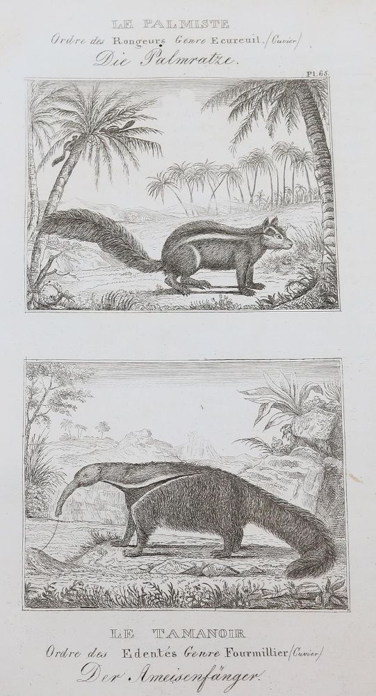Große Abbildung Nr.13: 143-1868 Buffon,(G.L.L.de).: (Zoologie)