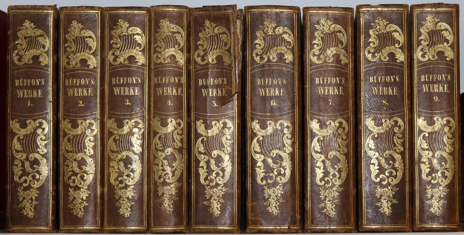 Große Abbildung Nr.20: 143-1868 Buffon,(G.L.L.de).: (Zoologie)