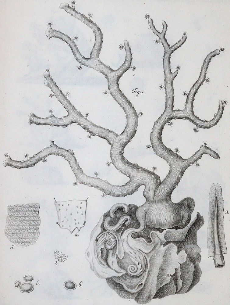 Große Abbildung Nr.2: 143-1870 Cavolini,F.: (Zoologie)