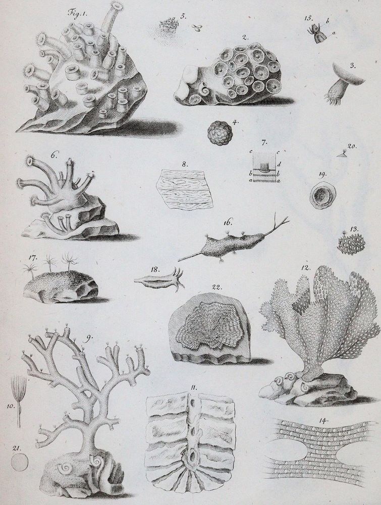 Große Abbildung Nr.3: 143-1870 Cavolini,F.: (Zoologie)