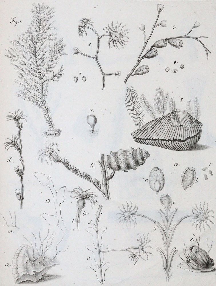 Große Abbildung Nr.4: 143-1870 Cavolini,F.: (Zoologie)