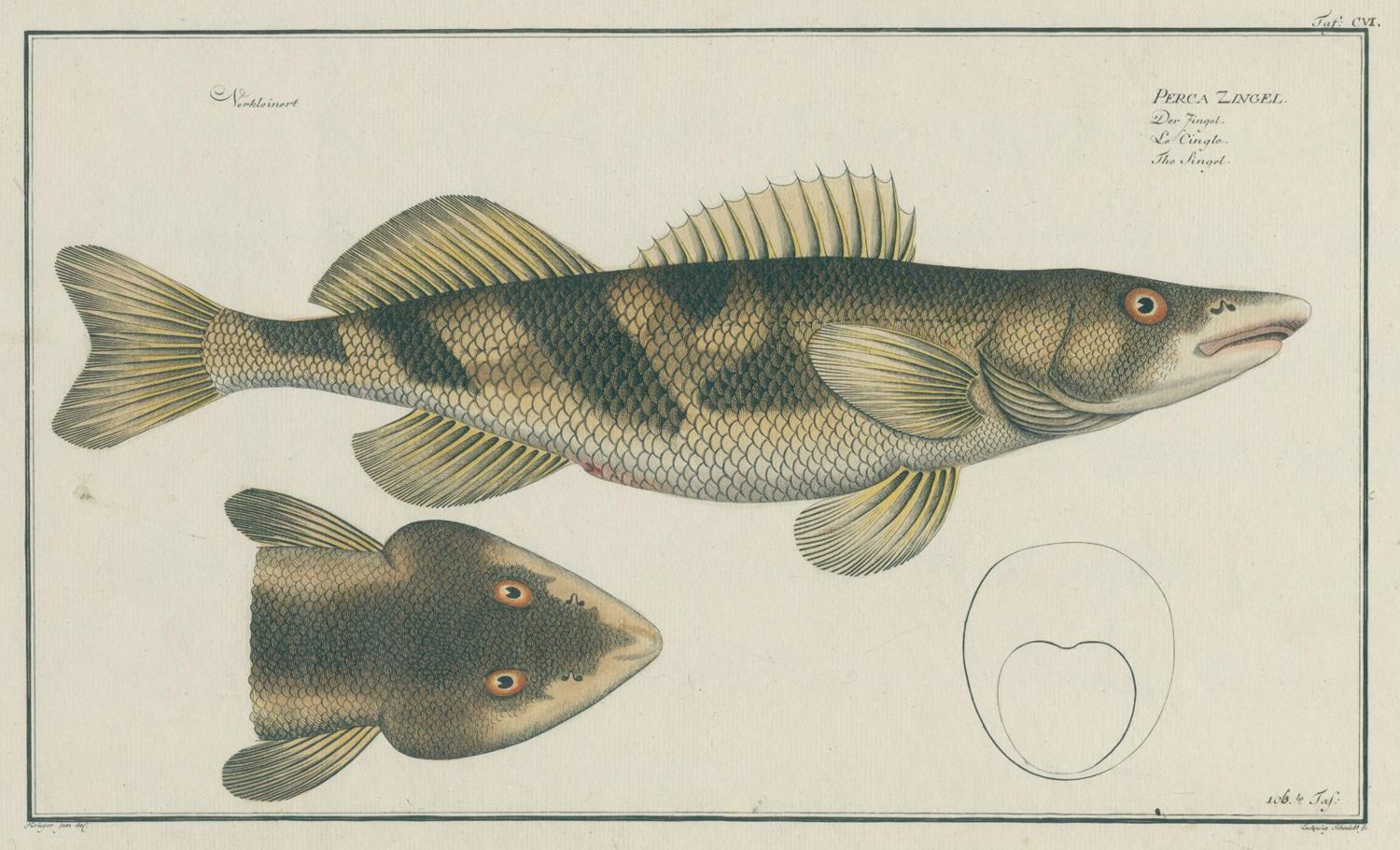 Große Abbildung Nr.1: 143-1871 Bloch,M.E.: (Zoologie, Fische)