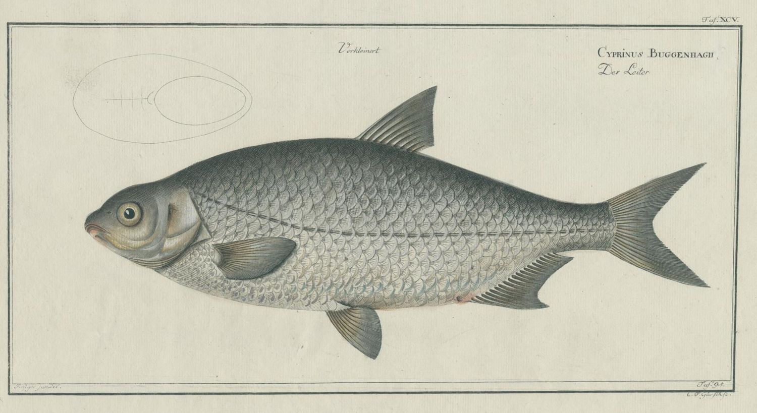 Große Abbildung Nr.2: 143-1871 Bloch,M.E.: (Zoologie, Fische)