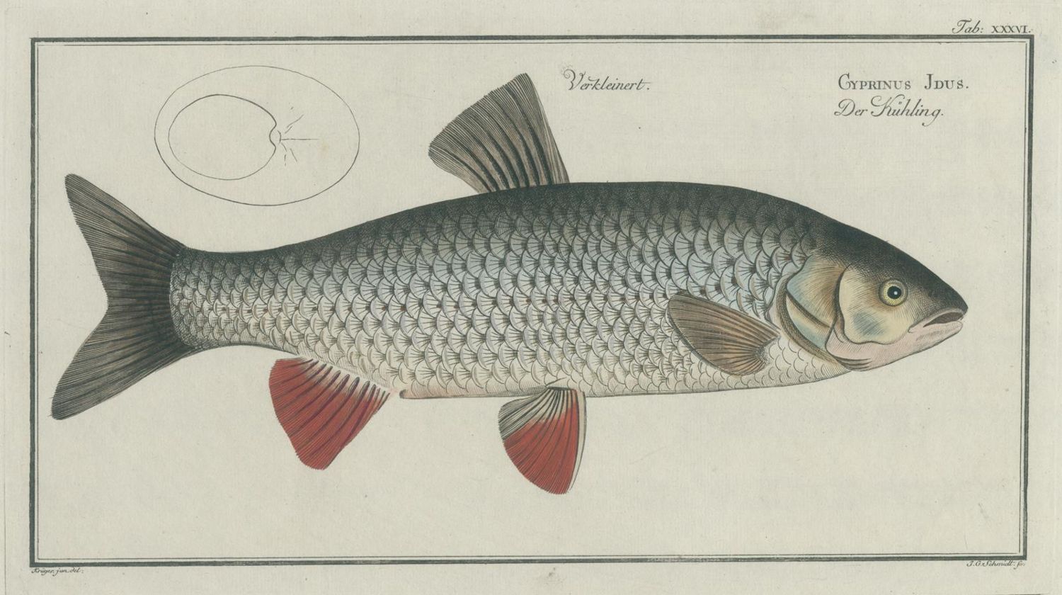 Große Abbildung Nr.5: 143-1871 Bloch,M.E.: (Zoologie, Fische)