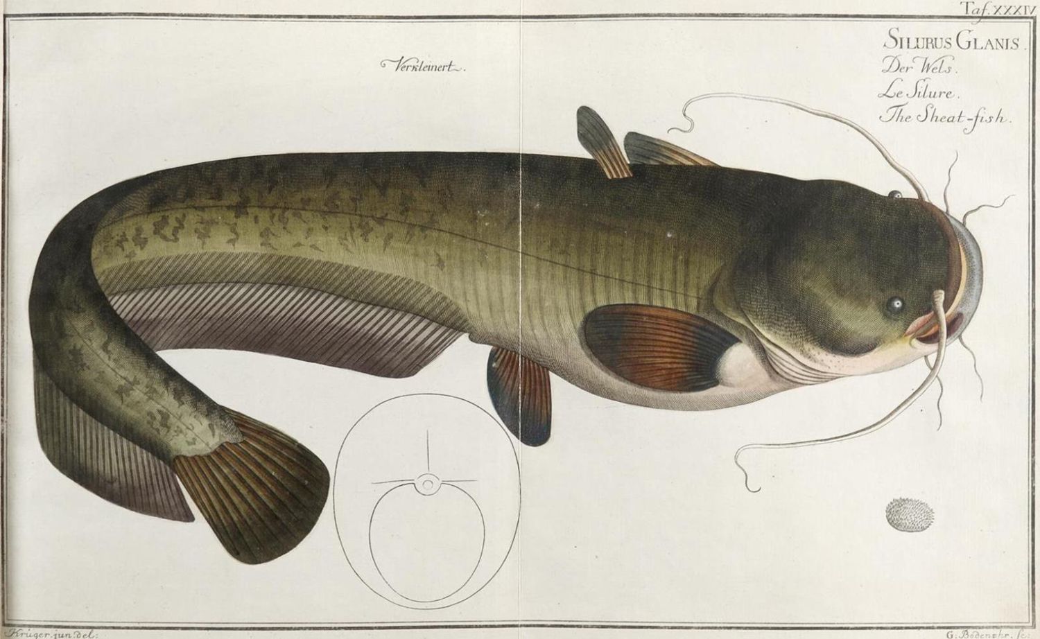 Große Abbildung Nr.2: 143-1872 Bloch,M.E.: (Zoologie, Fische)