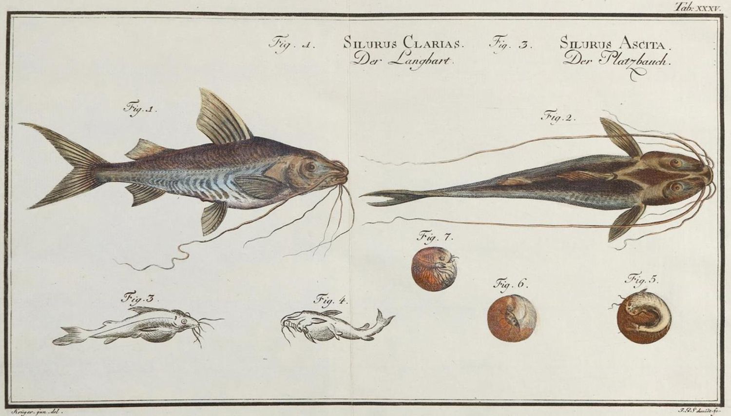 Große Abbildung Nr.3: 143-1872 Bloch,M.E.: (Zoologie, Fische)