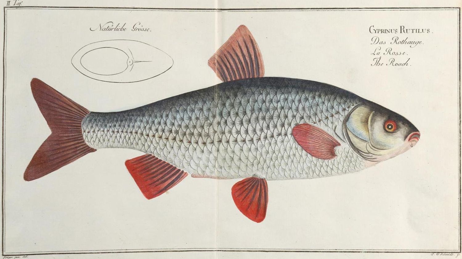Große Abbildung Nr.6: 143-1872 Bloch,M.E.: (Zoologie, Fische)