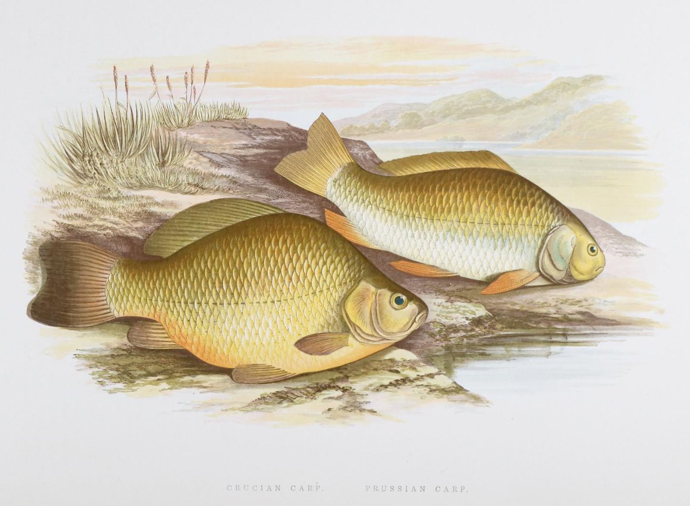 Große Abbildung Nr.2: 143-1874 Houghton,W.: (Zoologie, Fische)