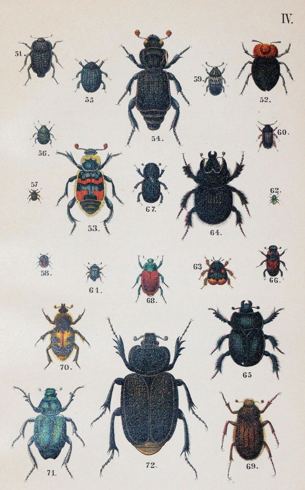 Große Abbildung Nr.2: 143-1877 Medicus,W.: (Zoologie, Insekten, Käfer)