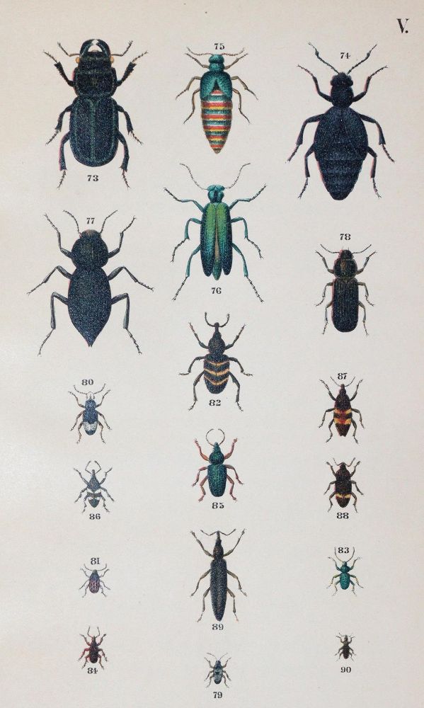Große Abbildung Nr.3: 143-1877 Medicus,W.: (Zoologie, Insekten, Käfer)