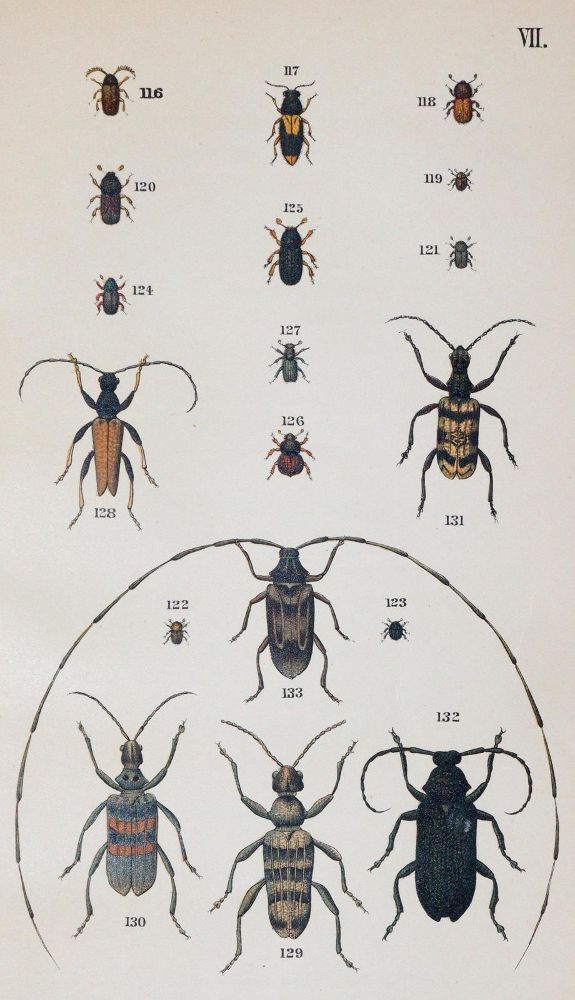 Große Abbildung Nr.4: 143-1877 Medicus,W.: (Zoologie, Insekten, Käfer)