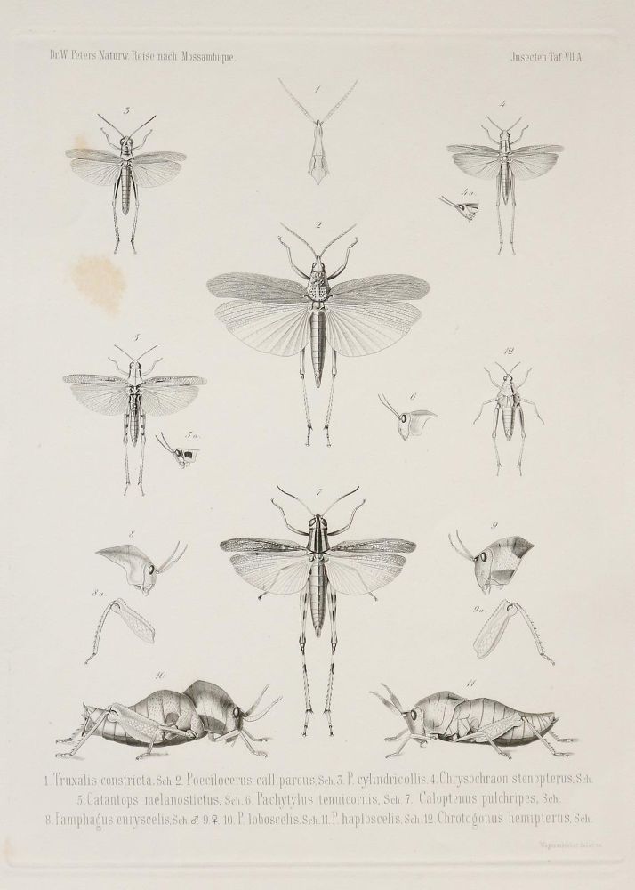 Große Abbildung Nr.1: 143-1879 Konvolut: (Zoologie, Insekten)