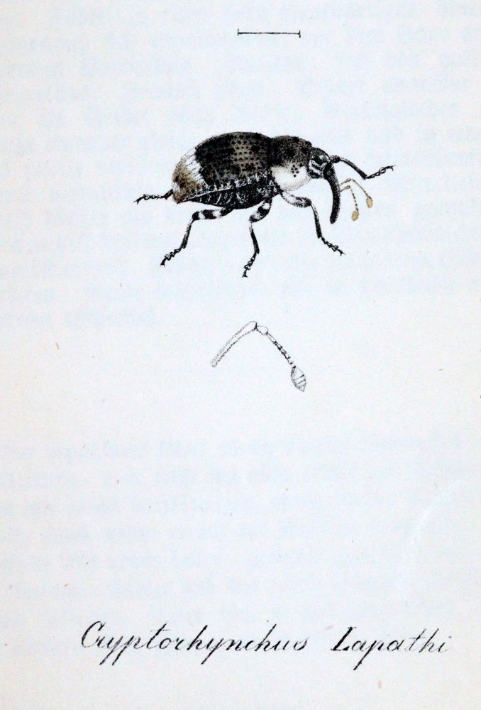 Große Abbildung Nr.2: 143-1880 Labram,J.D.: (Zoologie, Insekten)